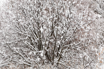 Tree with branches covered in snow - 247671232