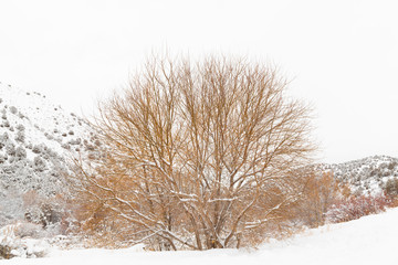 tree branches in snow - 247671240