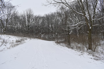 winter in the forest