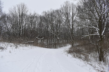 winter in the forest