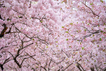 Blooming sakura cherry blossom