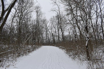 winter landscape