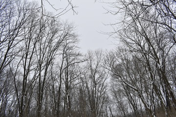 trees in winter