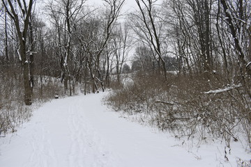 snowy road in winter forest