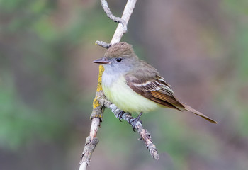 Closeup of Great Crested Flycatcher bird quietly perching on tree branch