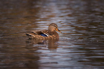 Closeup of female Mallard duck in water