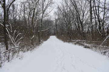 snowy road in winter forest
