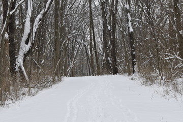 road in winter forest