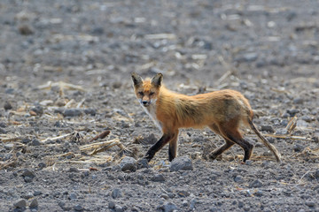 Skinny Red Fox on the run in agriculture field, looking at camera