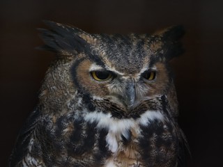 Great Horned Owl closeup portrait against black background
