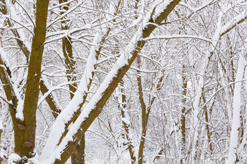 Winter photography in the mountains of Idaho