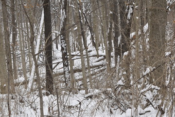 forest in winter