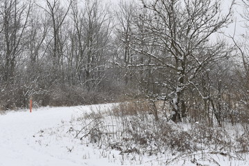 winter landscape with trees