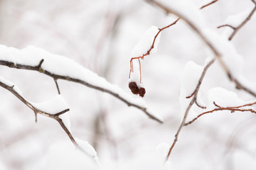 Winter photography in the mountains of Idaho