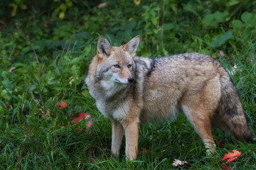 Naklejka na ściany i meble Closeup of Coyote in grass field near forest