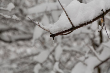 Winter photography in the mountains of Idaho