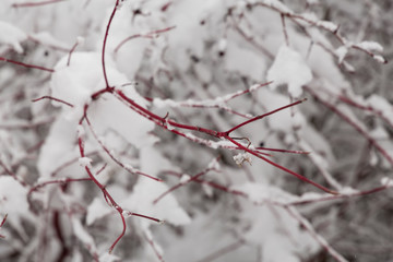 Winter photography in the mountains of Idaho