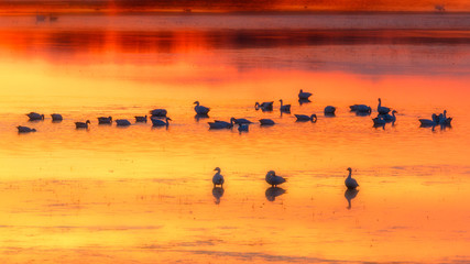 Fototapeta na wymiar Snow Geese in bright orange yellow sunset reflections waters