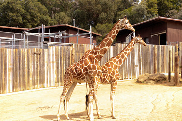 Two Giraffes at the zoo