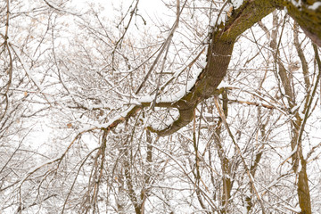 Winter photography in the mountains of Idaho