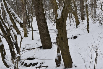 trees in winter