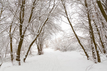 Winter photography in the mountains of Idaho