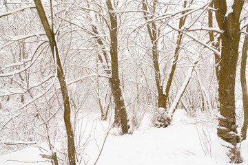 Winter photography in the mountains of Idaho