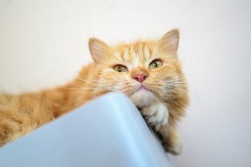 Persian cats face cheeky