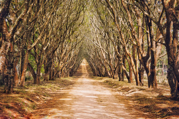 African dirt road lined with jacaranda trees forming an arch, Tanzania, Africa.