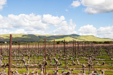 Vineyard near Livermore with California Hills in the background at dusk