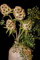 Plante interieur