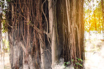 banyan tree