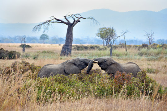 Picture of two playful young elephants in Mikumi, Tanzania, Africa.
