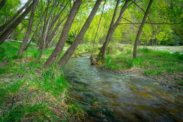 Stream flows through forest