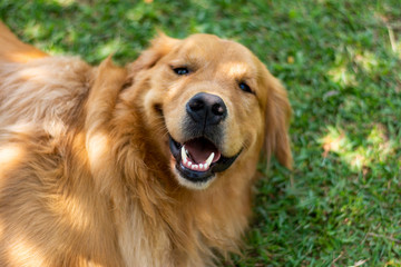 Cachorro Golden Retriever Feliz sorrindo e olhando para mim.