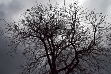 Bare leafless tree, cloudy sky, winter landscape