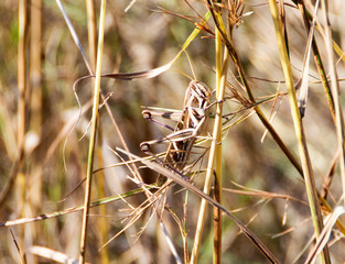 African grasshopper hiding in the grass, Mikumi National Park, Tanzania, Africa.