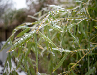 bamboo branches coated with freezing rain in winter