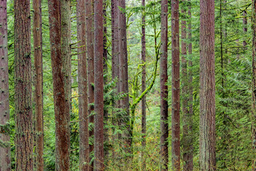 Color image of trees in a Portland, Oregon forest.