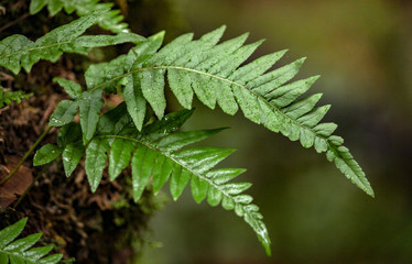 Ferns growing in the rain in a Portland, Oregon forest.