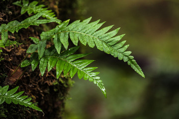 Ferns growing in the rain in a Portland, Oregon forest.