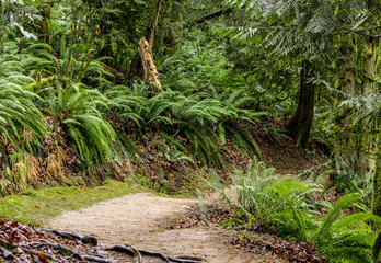 Forested path in Portland, Oregon's Forest Path.