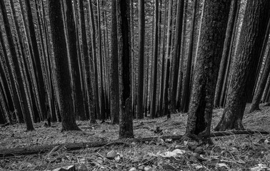 Black and white image of trees burned in a forest fire in Oregon's Columbia River Gorge.
