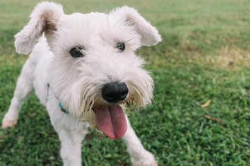 Close up of a white dog looking at the camera and smile