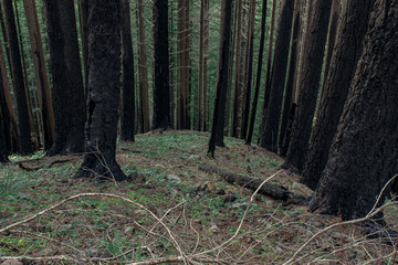 Trees burned from a forest fire in Oregon's Columbia River Gorge.