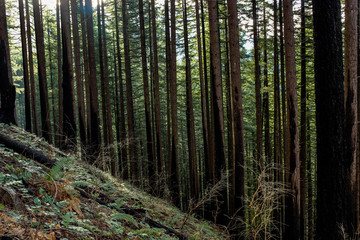 Fototapeta premium Color image of a forest in Oregon's Columbia River Gorge.