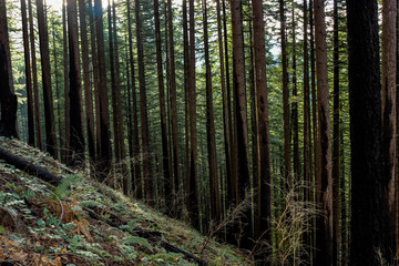 Color image of a forest in Oregon's Columbia River Gorge.