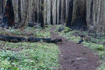 A forest path outside of Portland, Oregon.