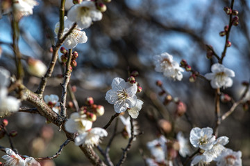 風土記の丘の梅