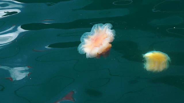 orange jellyfish with long medusa f in clear blue water at the port of Stavanger Norway